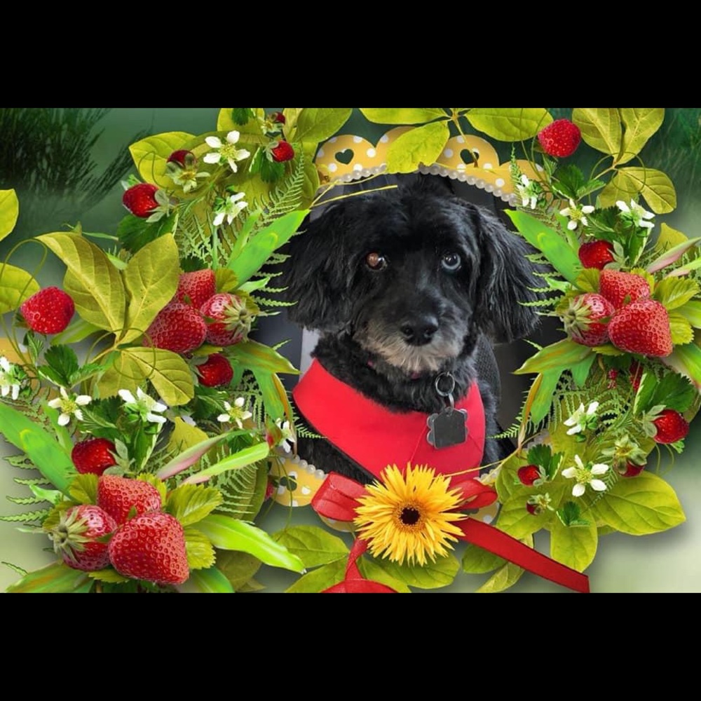 Meet your Posher, Sherri